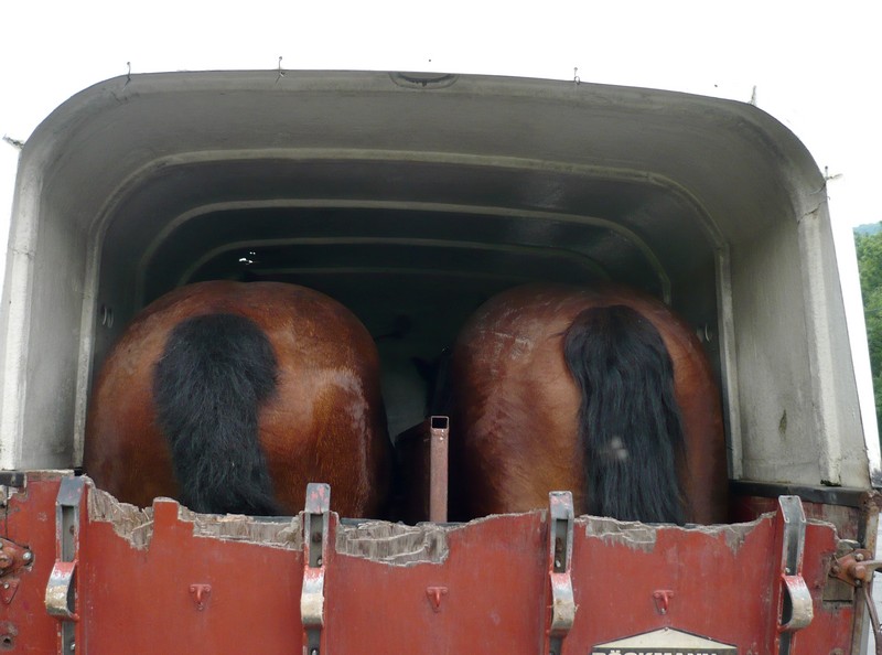 Převoz koní